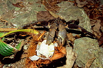 Coconut land crab {Birgus latro} feeding on coconut, Espirito Santo, Vanuatu
