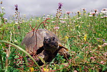 Marginated tortoise {Testudo marginata} Greece