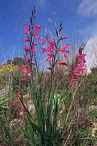 Gladiolus in flower, Crete, Greece