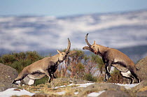 Spanish ibex males fighting {Capra pyrenaica victoriae} Pyrenees, Spain