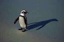 Black footed /Jackass penguin with shadow {Speniscus demersus} South Africa