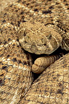 Western diamondback rattlesnake close up {Crotalus atrox} rattle visible, Texas,
