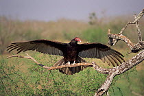 Turkey vulture, wings outstretched {Cathartes aura} Texas, USA.