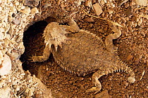 Regal horned lizard female building nest {Phrynosoma solare} Arizona, USA.