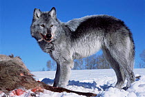 Grey wolf {Canis lupus} feeding on Elk carcass, Idaho, USA. captive