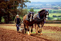 Shire horses ploughing {Equus caballus} Somerset, UK