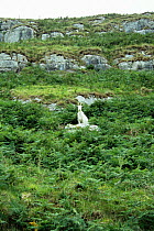 Feral goat on hillside {Capra hircus} Wales, UK.