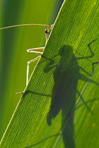 Katydid shadow viewed through leaf {Tettigoniidae} Belgium