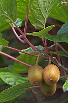 Kiwi fruit on tree {Actinidia chinensis}