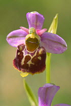 Late spider orchid flower {Ophrys fuciflora} France