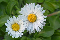Common daisy {Bellis perennis} France