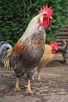Domestic cock with hen, Leghorn alricoos breed, Belgium