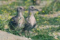Lesser black backed gull chicks {Larus fuscus} Belgium