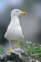 Lesser black backed gull portrait {Larus fuscus} Belgium