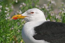 Lesser black backed gull {Larus fuscus} Belgium