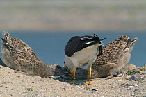 Lesser black backed gull feeding chicks {Larus fuscus} Belgium
