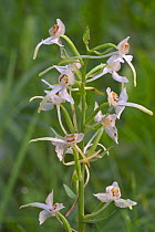 Lesser butterfly orchid in flower {Platanthera bifolia} France