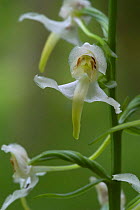 Close up of Lesser butterfly orchid flower {Platanthera bifolia} France