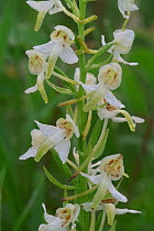 Close up of Lesser butterfly orchid flowers {Platanthera bifolia} France