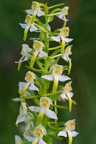 Lesser butterfly orchid flowers {Platanthera bifolia} France