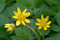 Lesser celandine flowers {Ranunculus ficaria} France
