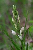 Long leaved helleborine flowering {Cephalanthera longifolia} France
