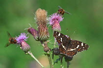 Second generation Map butterfly {Araschnia levana} and Hoverflies on thistle
