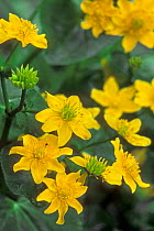 Marsh marigold / Kingcup in flower {Caltha palustris} Belgium