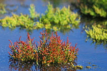 Marsh samphire turning red {Salicornia europaea} Belgium