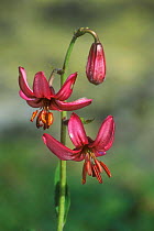 Martagon lily flower {Lilium martagon} Gran Paradiso NP, Italy