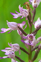 Military orchid flower {Orchis militaris} France