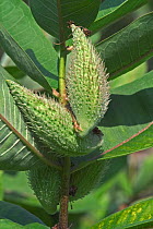 Seed pods of Common milkweed {Asclepias syriaca} Belgium