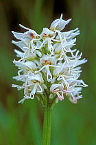 Monkey orchid flower, white morph {Orchis simia} France