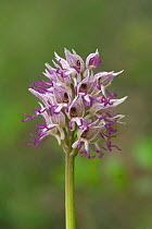 Monkey orchid flower, {Orchis simia} France