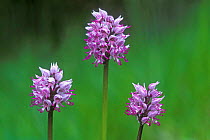 Monkey orchids {Orchis simia} France