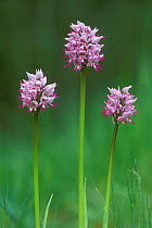 Monkey orchids {Orchis simia} France