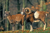 Mouflon pair {Ovis musimon} captive