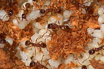 Ants and larvae at nest in rotten wood {Myrmica rubra} Belgium