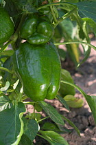 Green pepper on plant {Capsicum anuum} Belgium