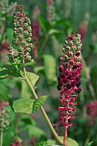 Pokeweed berries {Phytolacca americana} Belgium,native to America