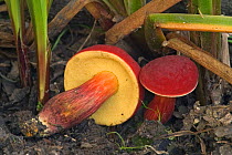 Red capped boletus fungus {Boletus rubellus} Belgium