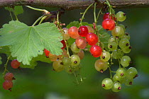 Redcurrants on bush {Ribes rubrum} France