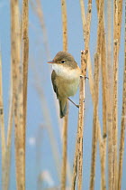 Reed warbler perched amongst reeds {Acrocephalus scirpaceus} France