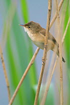 Reed warbler perched on reed {Acrocephalus scirpaceus} France