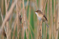 Reed warbler amongst reeds {Acrocephalus scirpaceus} France