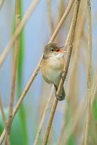 Reed warbler singing on reed {Acrocephalus scirpaceus} France