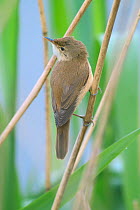 Reed warbler on reed {Acrocephalus scirpaceus} France