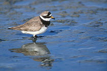 Ringed plover foraging in mud {Charadrius hiaticula} Netherlands