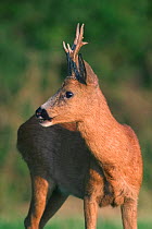 Roe deer buck {Capreolus capreolus} Luxembourg