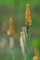 Sedge inflorescence {Carex sp} France
